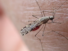 Anopheles annulipes