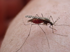 Anopheles annulipes