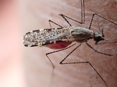 Anopheles annulipes