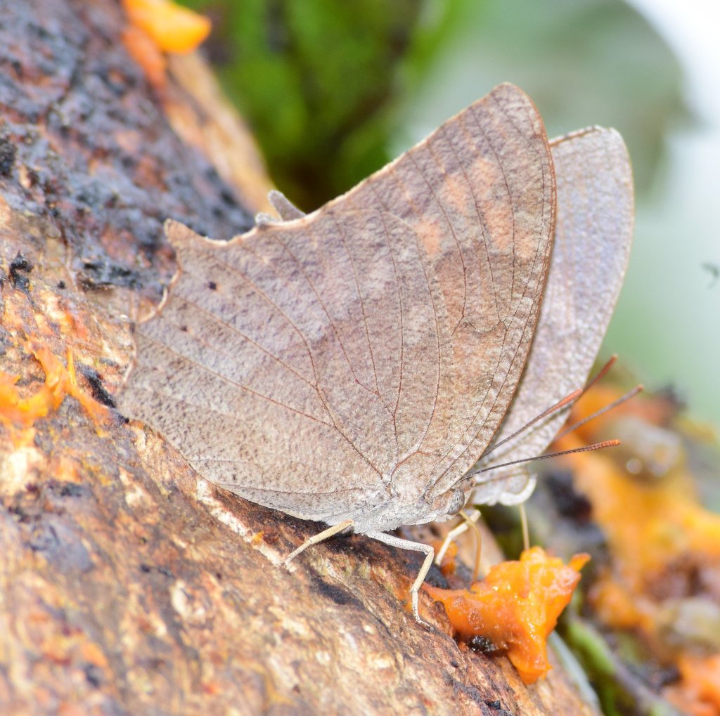 Anaea