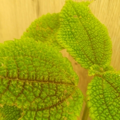 Pilea involucrata