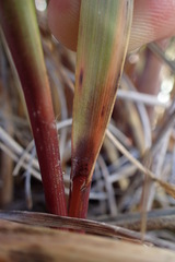 Chionochloa flavescens