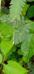 Agriocnemis pieris