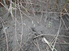 Ozothamnus leptophyllus