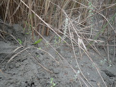 Ozothamnus leptophyllus