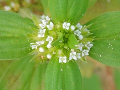 Spermacoce ocymoides