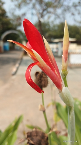 Canna indica