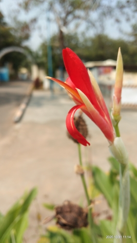 Canna indica
