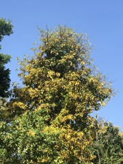 Couroupita guianensis