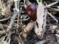 Cordyceps meneristitis