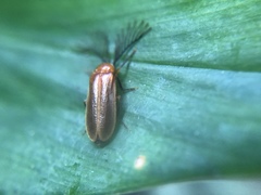 Cyphonocerus sanguineus