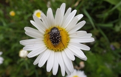 Oxythyrea funesta