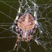 Spotted Orbweaver - Photo no rights reserved, uploaded by Mirko Schoenitz