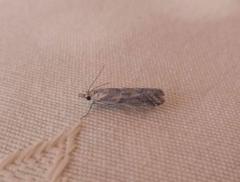 Ancylosis cinnamomella