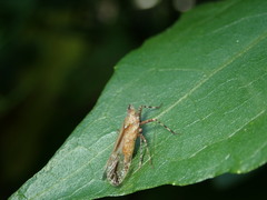 Orthopagus splendens