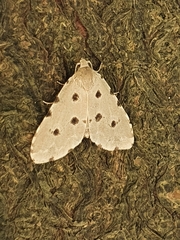 Metaemene atrigutta maculata