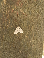 Metaemene atrigutta maculata