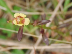 Centranthera tranquebarica