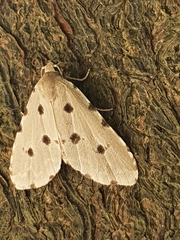 Metaemene atrigutta maculata