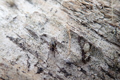 Steatoda lepida