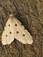 Metaemene atrigutta maculata