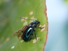 Altica cyanea