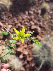Tribulus suberosus