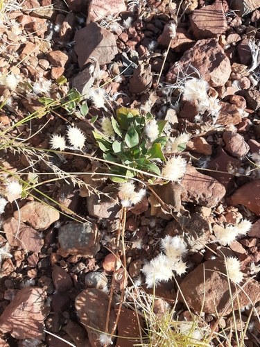 Image of Ptilotus axillaris by (c) Tim Hammer, some rights reserved (CC BY)