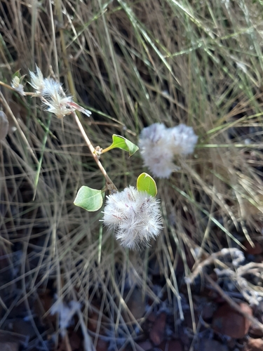 Image of Ptilotus axillaris by (c) Tim Hammer, some rights reserved (CC BY)