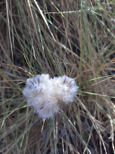 Image of Ptilotus axillaris by (c) Tim Hammer, some rights reserved (CC BY)