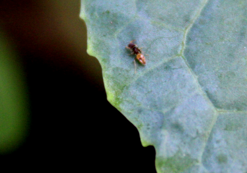 Tapinoma