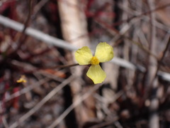 Xyris juncea
