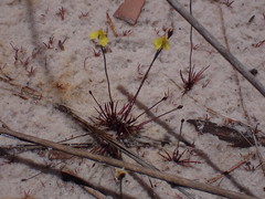 Xyris juncea