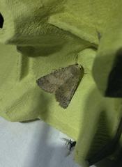 Pandesma robusta