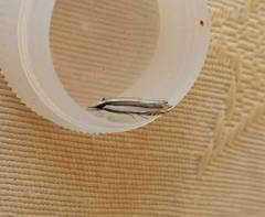 Angustalius malacellus