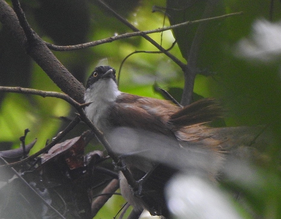 Dark-fronted Babbler illustration