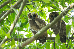 Strix leptogrammica