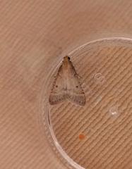 Bostra obsoletalis