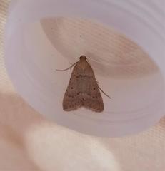 Bostra obsoletalis