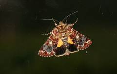 Anarta myrtilli