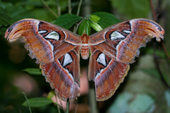 Attacus taprobanis