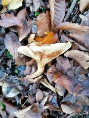 Paxillus rubicundulus