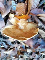 Paxillus rubicundulus