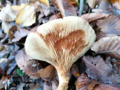 Paxillus rubicundulus