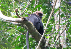 Semnopithecus johnii