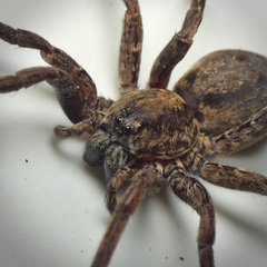 Ctenus gulosus