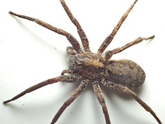 Ctenus gulosus