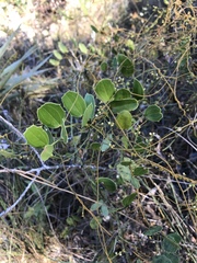 Smilax havanensis