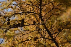 Larix kaempferi
