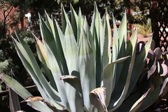 Agave americana expansa